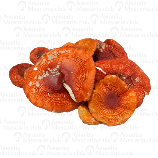 Dried Red mushrooms caps, 100 g