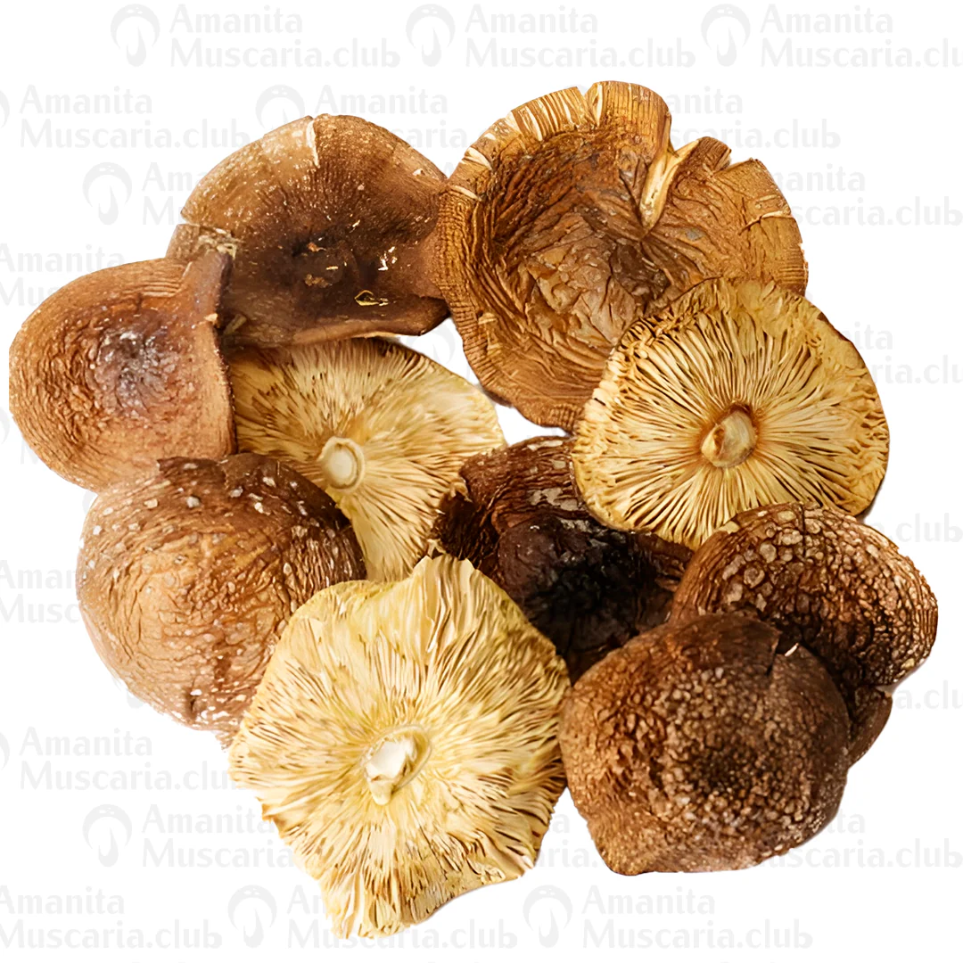 Dried Brown mushrooms, 100 g