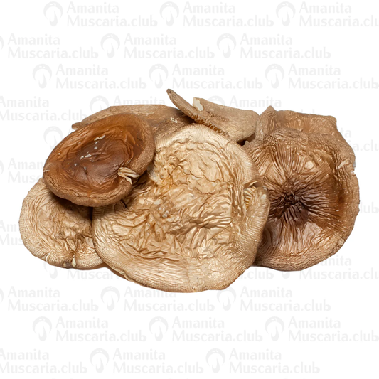 Dried Brown mushrooms, 100 g